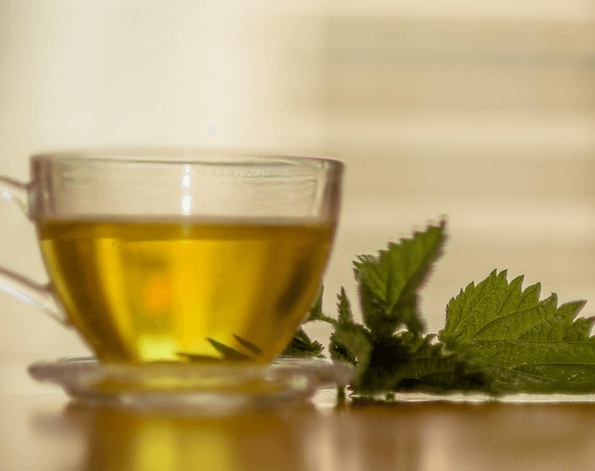 Basic Herbal Medicine Stinging Nettle Nourishing Herbs Basic Herbal Medicine Stinging Nettle Nourishing Herbs
