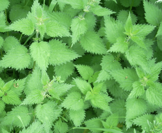 Basic Herbal Medicine Stinging Nettle Nourishing Herbs Basic Herbal Medicine Stinging Nettle Nourishing Herbs
