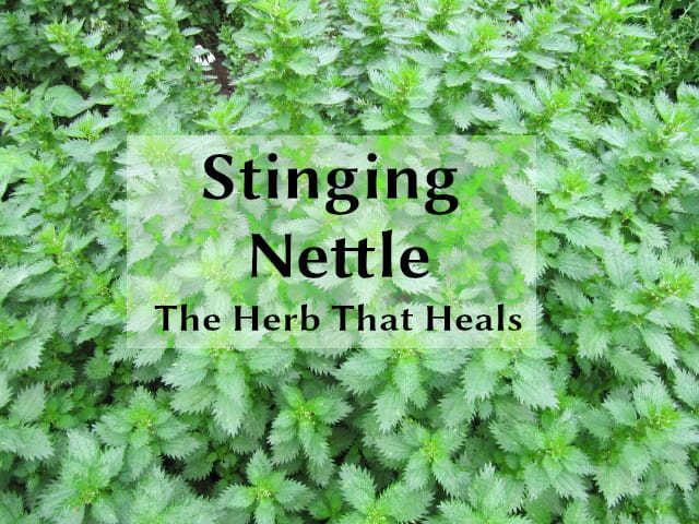 stinging nettle the herb that heals